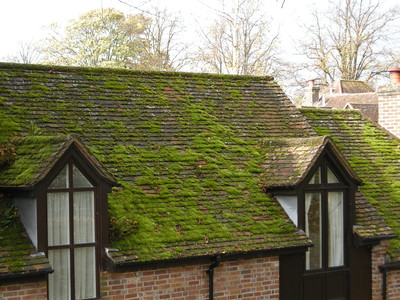 Moss on roof